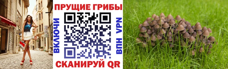 Псилоцибиновые грибы Magic Shrooms  площадка телеграм  Куровское 
